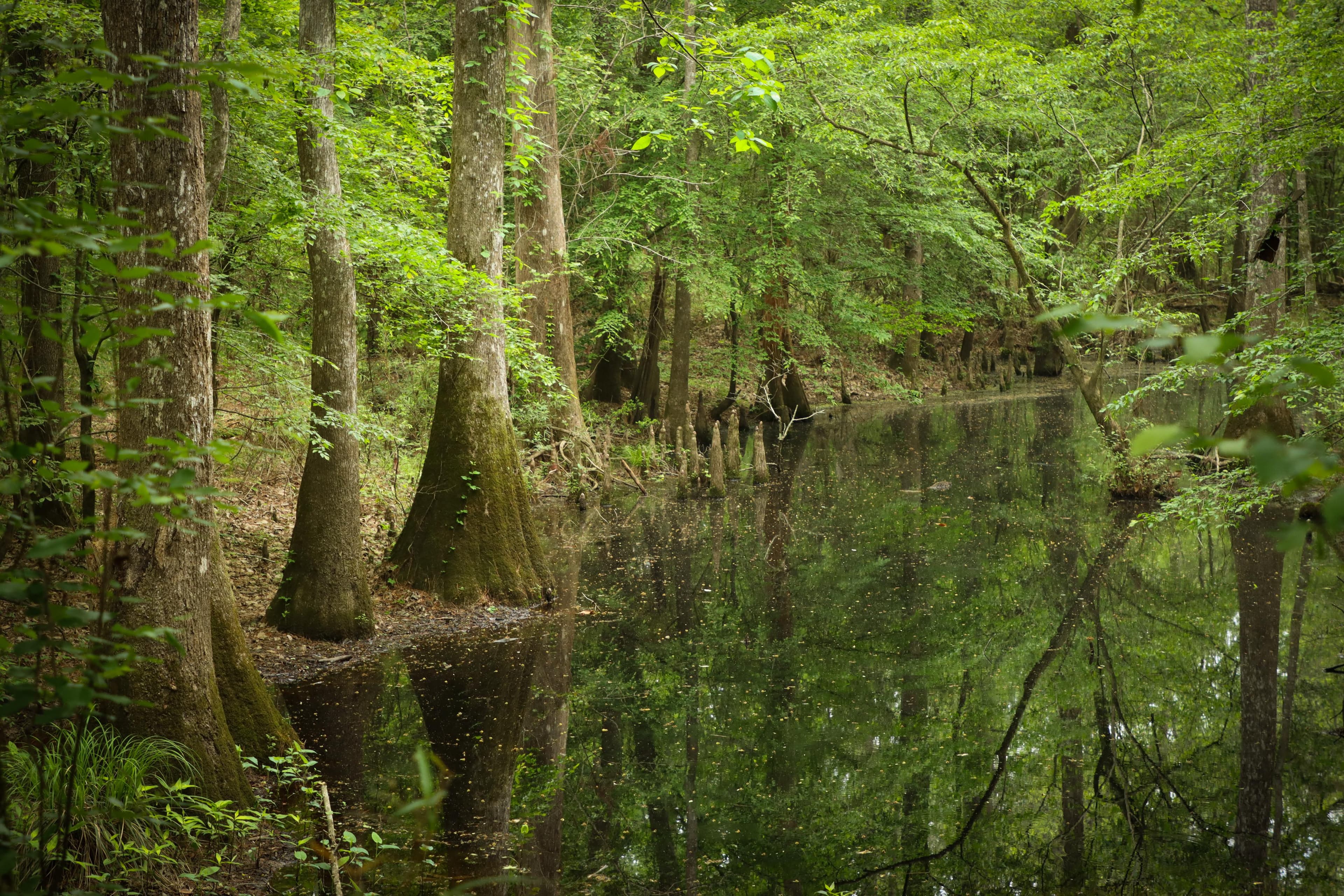 Big Thicket National Preserve